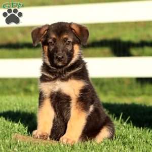 Jayda, German Shepherd Puppy