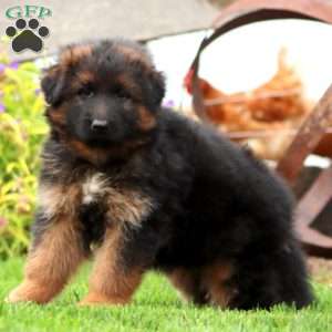 Jayda-Longhaired, German Shepherd Puppy