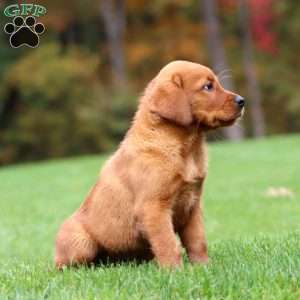 Jayda, Fox Red Labrador Retriever Puppy