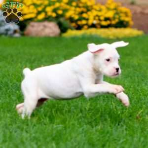Jayda, Boxer Puppy