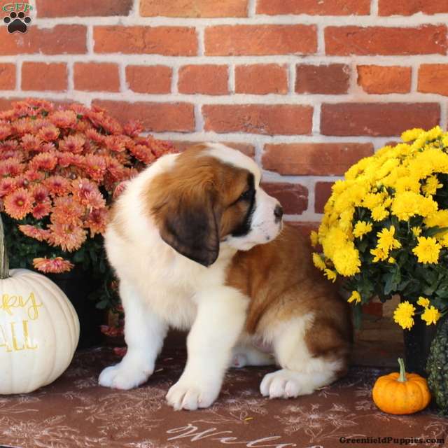 Jem - Saint Bernard Puppy For Sale in Pennsylvania
