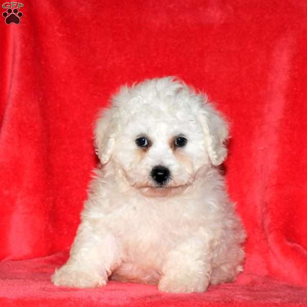 Jenna, Bichon Frise Puppy