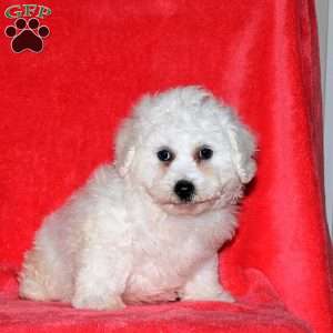 Jenna, Bichon Frise Puppy