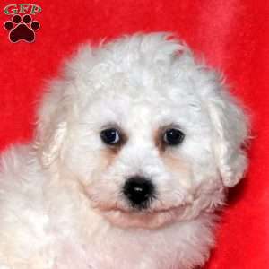 Jenna, Bichon Frise Puppy