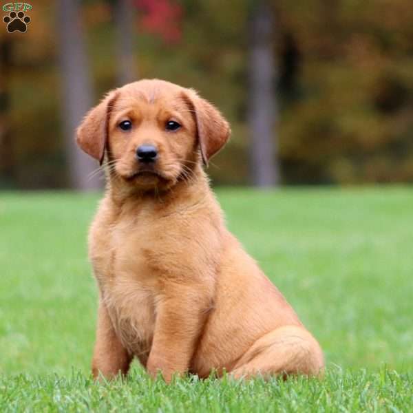 Jenna, Fox Red Labrador Retriever Puppy