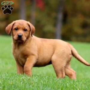 Jenna, Fox Red Labrador Retriever Puppy