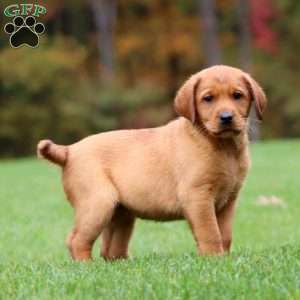 Jenna, Fox Red Labrador Retriever Puppy