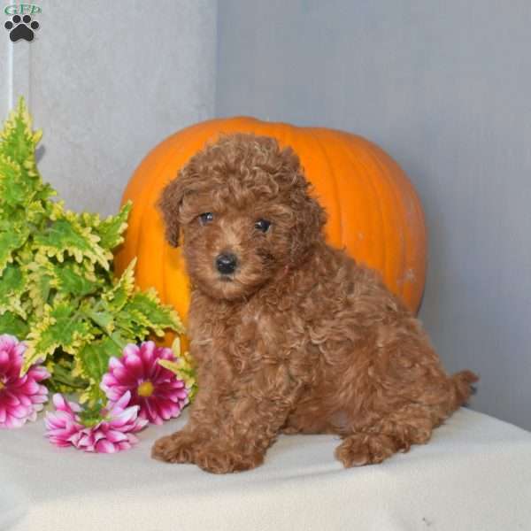 Jennifer, Toy Poodle Puppy