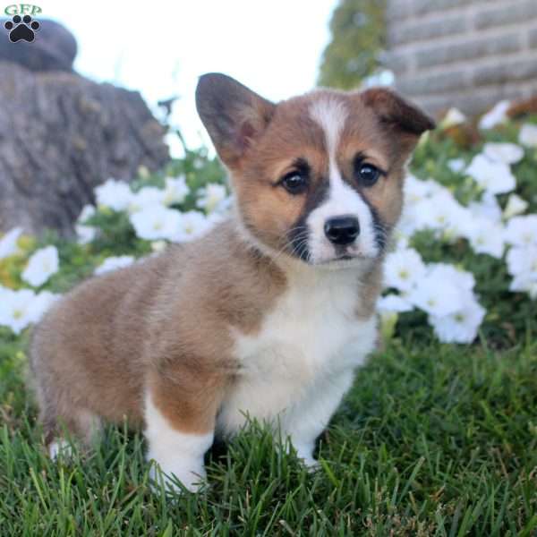 Jennifer, Pembroke Welsh Corgi Puppy