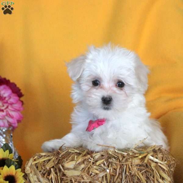 Jennifer, Maltese Puppy