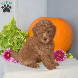 Jennifer, Toy Poodle Puppy