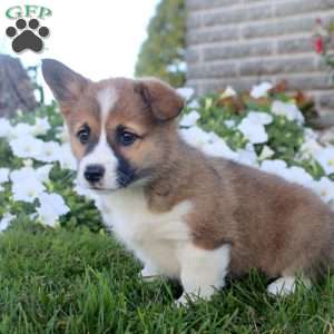 Jennifer, Pembroke Welsh Corgi Puppy
