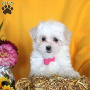 Jennifer, Maltese Puppy