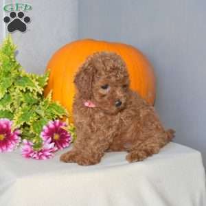 Jennifer, Toy Poodle Puppy