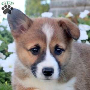 Jennifer, Pembroke Welsh Corgi Puppy