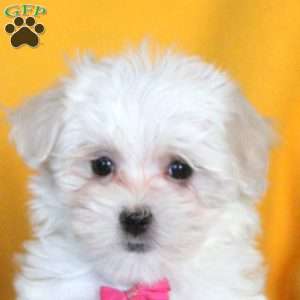 Jennifer, Maltese Puppy