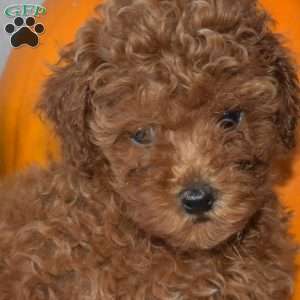 Jennifer, Toy Poodle Puppy