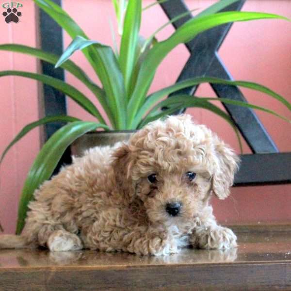 Jenny, Cavapoo Puppy