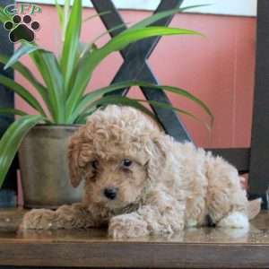 Jenny, Cavapoo Puppy