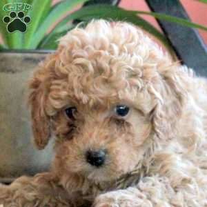 Jenny, Cavapoo Puppy