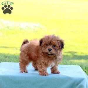 Jessie, Shih-Poo Puppy