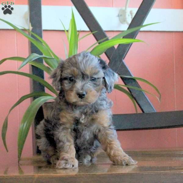 Jessie, Cavapoo Puppy