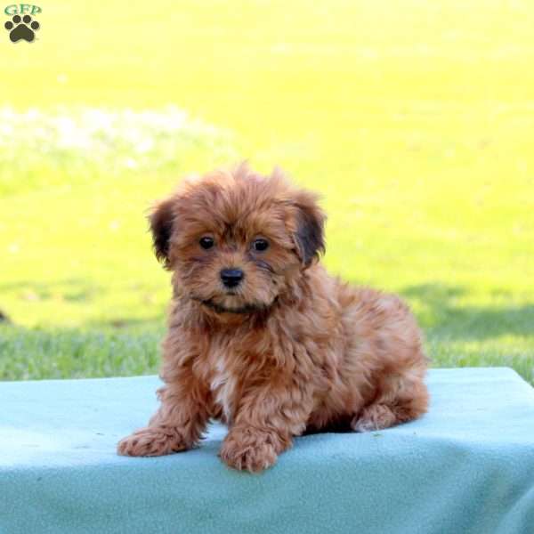Jessie, Shih-Poo Puppy