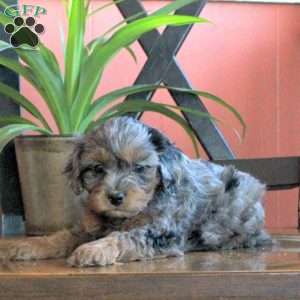 Jessie, Cavapoo Puppy