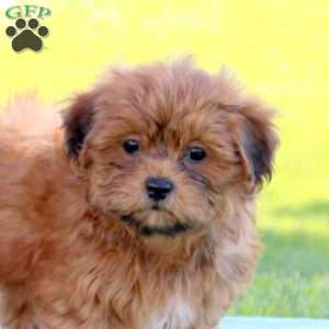 Jessie, Shih-Poo Puppy