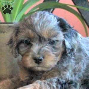 Jessie, Cavapoo Puppy