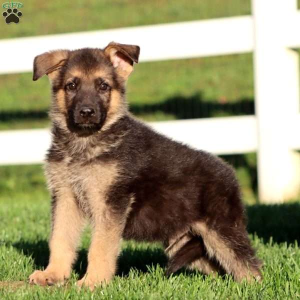 Jett, German Shepherd Puppy