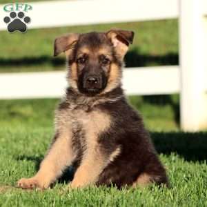 Jett, German Shepherd Puppy