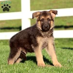 Jett, German Shepherd Puppy
