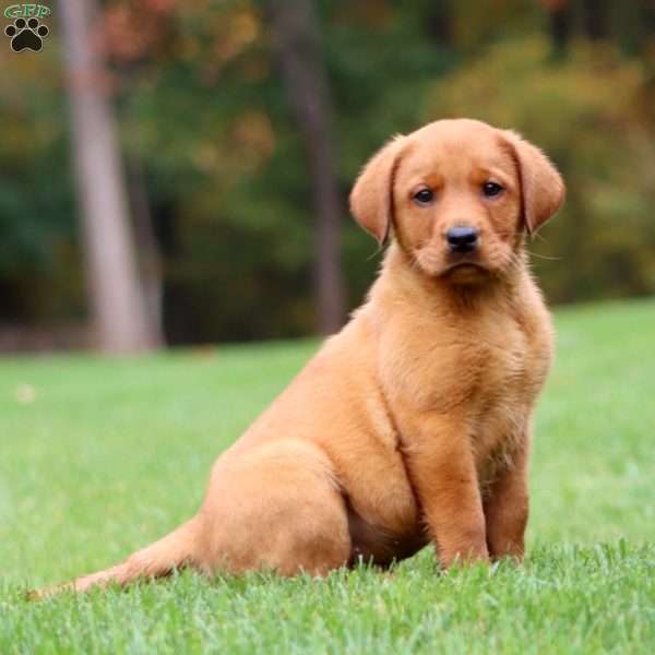 Jiffy, Fox Red Labrador Retriever Puppy