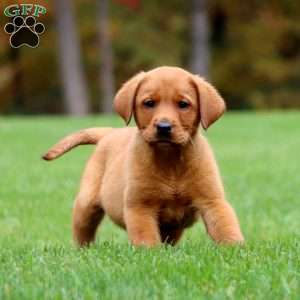 Jiffy, Fox Red Labrador Retriever Puppy
