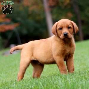 Jiffy, Fox Red Labrador Retriever Puppy
