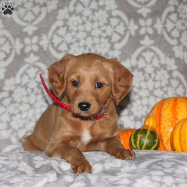 Jill, Mini Goldendoodle Puppy