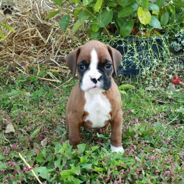 Jill, Boxer Puppy