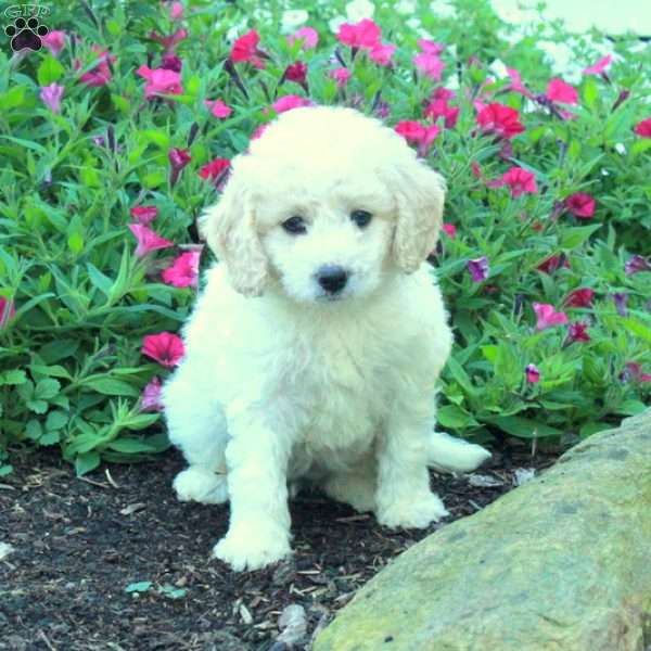 Jill, Miniature Poodle Puppy