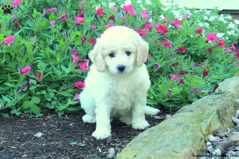 Jill (Miniature Poodle, Female) in Paradise, PA