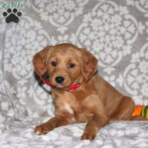 Jill, Mini Goldendoodle Puppy