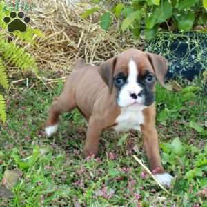 Jill, Boxer Puppy