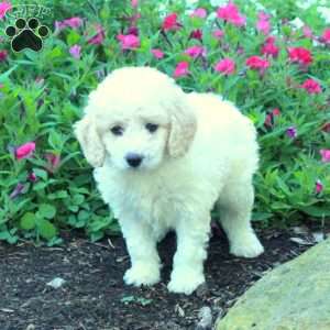 Jill, Miniature Poodle Puppy