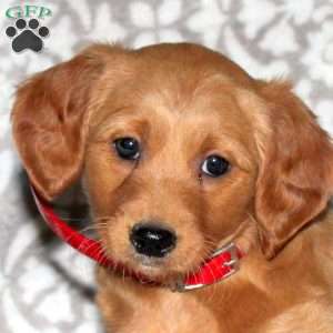 Jill, Mini Goldendoodle Puppy