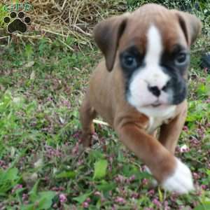 Jill, Boxer Puppy