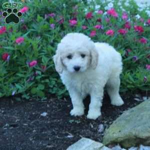 Jill, Miniature Poodle Puppy