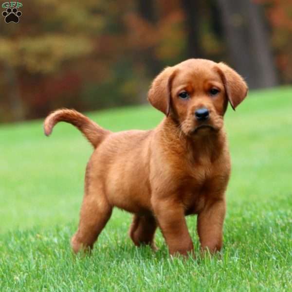 Jimbo, Fox Red Labrador Retriever Puppy