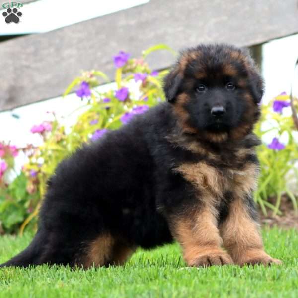 Jimbo-Longhaired, German Shepherd Puppy