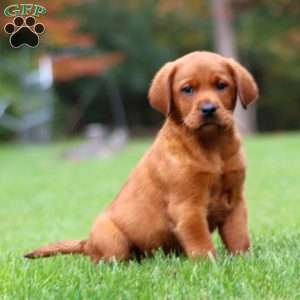 Jimbo, Fox Red Labrador Retriever Puppy