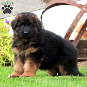Jimbo-Longhaired, German Shepherd Puppy